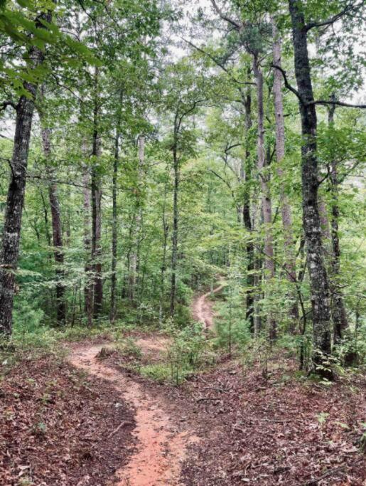 Lazy Bear Cabin Near Nantahala Outdoor Center And Bryson City Bagian luar foto